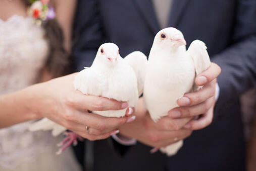 Beautiful White Doves for Weddings in Yorkshire