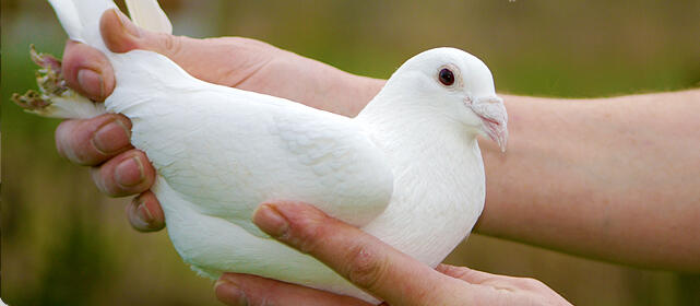 Friendly White Doves