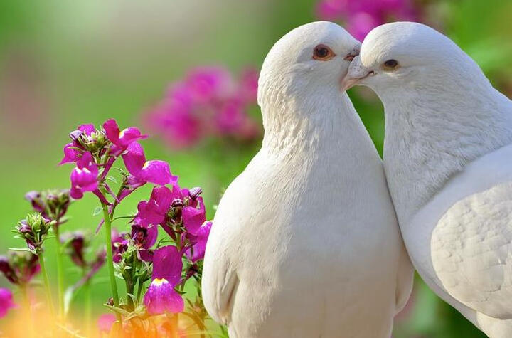 White Doves Pair For Life