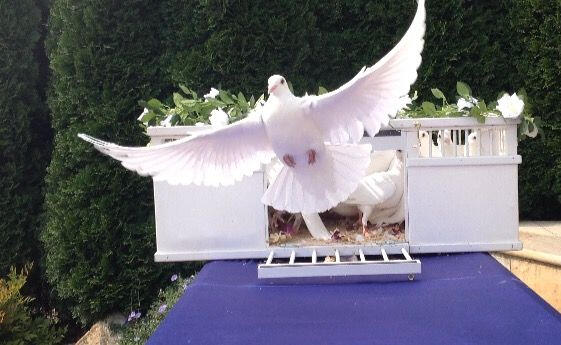 Pure White Doves at a Funeral