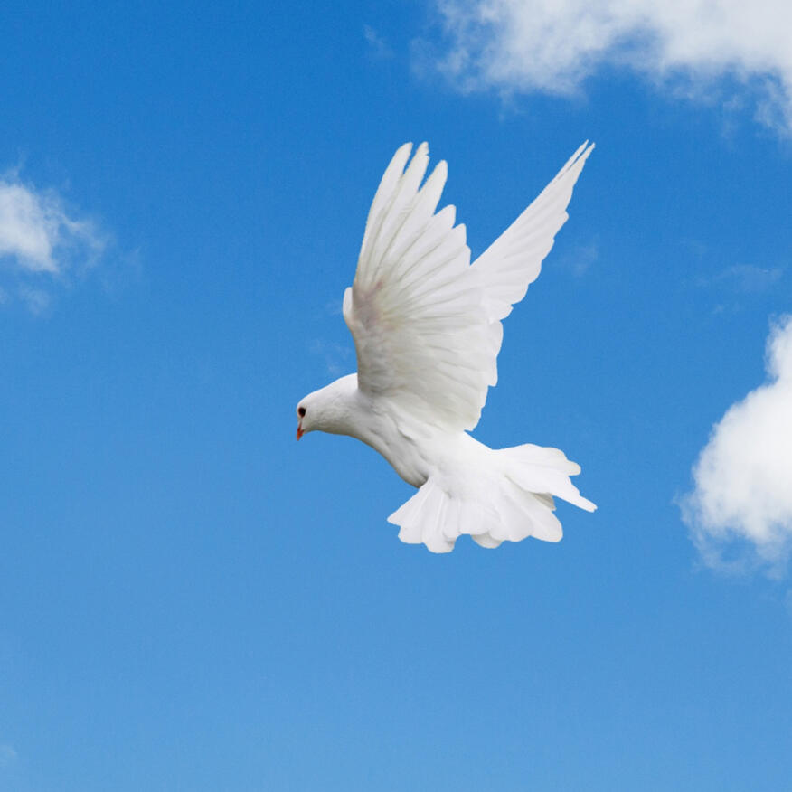 White dove flying against a clear blue Yorkshire sky