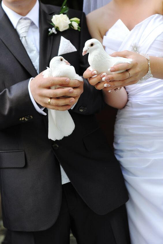 Couple gently holding two white doves at a wedding