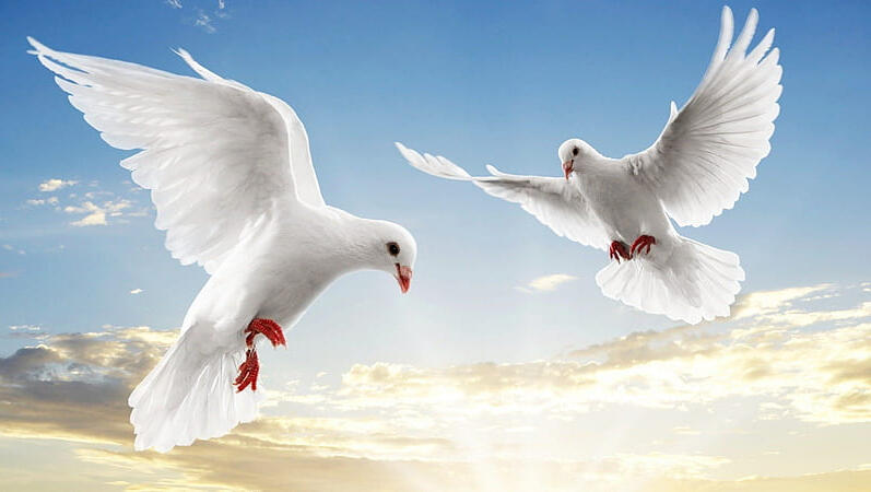 Two white doves in flight